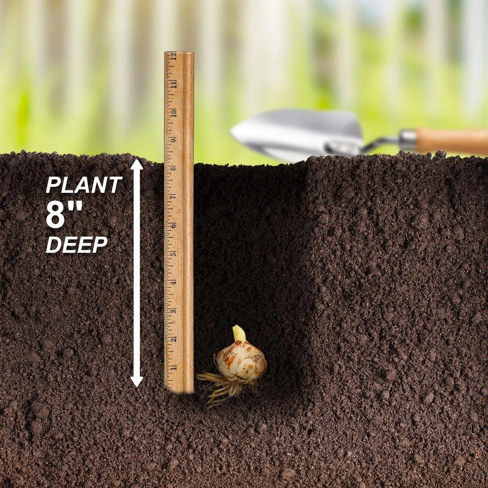 14 Cm/16 Cm, Sugar Love Asiatic Lily Flower Bulbs (Bag Of 10) 7 14 Cm/16 Cm, Sugar Love Asiatic Lily Flower Bulbs (Bag Of 10) - Image 5