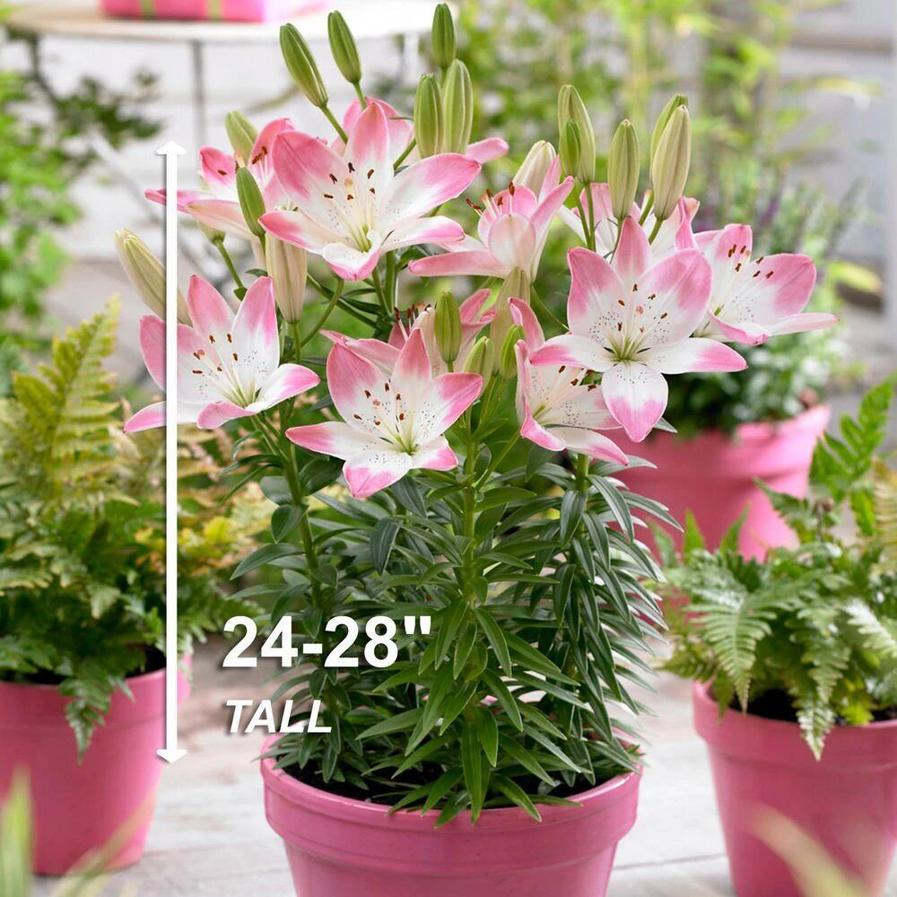 14 Cm/16 Cm, Sugar Love Asiatic Lily Flower Bulbs (Bag Of 10) 5 14 Cm/16 Cm, Sugar Love Asiatic Lily Flower Bulbs (Bag Of 10) - Image 3