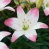 14/16 Cm, Sugar Love Asiatic Lily Flower Bulbs (Bag Of 30) -J Parkers Garden Store garden state bulb flower bulbs ecs 49 30 03 64 1000