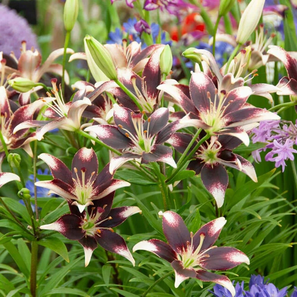 14 Cm/16 Cm, Netty's Pride Asiatic Lily Flower Bulbs (Bag Of 10) 10 14 Cm/16 Cm, Netty's Pride Asiatic Lily Flower Bulbs (Bag Of 10) - Image 8