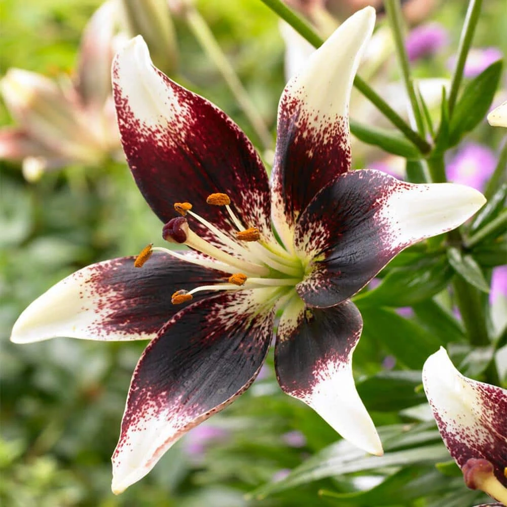 14 Cm/16 Cm, Netty's Pride Asiatic Lily Flower Bulbs (Bag Of 10) 3 14 Cm/16 Cm, Netty's Pride Asiatic Lily Flower Bulbs (Bag Of 10)