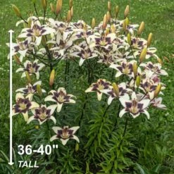 14/16 Cm, Netty's Pride Asiatic Lily Flower Bulbs (Bag Of 30) -J Parkers Garden Store garden state bulb flower bulbs ecs 51 30 03 4f 1000