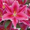 16 Cm/18 Cm, Lake Carey Oriental Lily Flower Bulbs (Bag Of 10) -J Parkers Garden Store garden state bulb flower bulbs ecs 54 10 01 64 1000