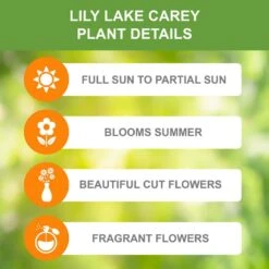 16/18 Cm, Lake Carey Oriental Lily Flower Bulbs (Bag Of 30) -J Parkers Garden Store garden state bulb flower bulbs ecs 54 30 03 c3 1000