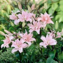 14 Cm/16 Cm, Double Elodie Asiatic Lily Flower Bulbs (Bag Of 10) -J Parkers Garden Store garden state bulb flower bulbs ecs 55 10 01 31 1000