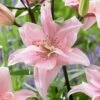 14 Cm/16 Cm, Double Elodie Asiatic Lily Flower Bulbs (Bag Of 10) -J Parkers Garden Store garden state bulb flower bulbs ecs 55 10 01 64 1000