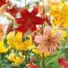 14/16 Cm, Twinkle Tiger Lily Mixed Flower Bulbs (Bag Of 20) 1 14/16 Cm, Twinkle Tiger Lily Mixed Flower Bulbs (Bag Of 20) -J Parkers Garden Store garden state bulb flower bulbs ecs 56 20 02 64 1000