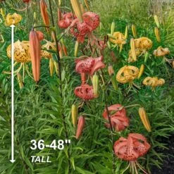 14/16 Cm, Twinkle Tiger Lily Mixed Flower Bulbs (Bag Of 30) -J Parkers Garden Store garden state bulb flower bulbs ecs 56 30 03 4f 1000