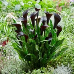 14 Cm/16 Cm, Black Escape Calla Lily Flower Bulbs (Bag Of 5) -J Parkers Garden Store garden state bulb flower bulbs ecs 57 05 01 31 1000
