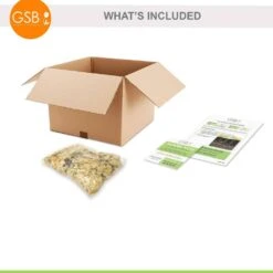 14 Cm/16 Cm, Black Escape Calla Lily Flower Bulbs (Bag Of 5) -J Parkers Garden Store garden state bulb flower bulbs ecs 57 05 01 fa 1000