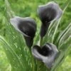 14/16 Cm, Black Escape Calla Lily Flower Bulbs (Bag Of 10) 2 14/16 Cm, Black Escape Calla Lily Flower Bulbs (Bag Of 10) -J Parkers Garden Store garden state bulb flower bulbs ecs 57 10 02 64 1000