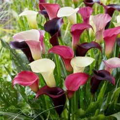 14/Plus Cm, Purple Rain Mixed Calla Lily Flower Bulbs (Bag Of 10)