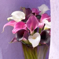 14/Plus Cm, Purple Rain Mixed Calla Lily Flower Bulbs (Bag Of 15) -J Parkers Garden Store garden state bulb flower bulbs ecs 58 15 03 31 1000