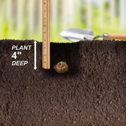 14/Plus Cm, Purple Rain Mixed Calla Lily Flower Bulbs (Bag Of 15) -J Parkers Garden Store garden state bulb flower bulbs ecs 58 15 03 44 1000