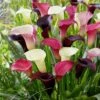 14/Plus Cm, Purple Rain Mixed Calla Lily Flower Bulbs (Bag Of 15) -J Parkers Garden Store garden state bulb flower bulbs ecs 58 15 03 64 1000