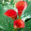 12/14 Cm, Red Alert Calla Lily Flower Bulbs (Bag Of 15) -J Parkers Garden Store garden state bulb flower bulbs ecs 59 15 03 64 1000