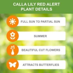 12/14 Cm, Red Alert Calla Lily Flower Bulbs (Bag Of 15) -J Parkers Garden Store garden state bulb flower bulbs ecs 59 15 03 c3 1000