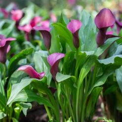 14 Cm/16 Cm, Purple Accent Calla Lily Flower Bulbs (Bag Of 5) -J Parkers Garden Store garden state bulb flower bulbs ecs 60 05 01 31 1000