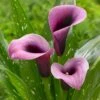 14 Cm/16 Cm, Purple Accent Calla Lily Flower Bulbs (Bag Of 5) -J Parkers Garden Store garden state bulb flower bulbs ecs 60 05 01 64 1000