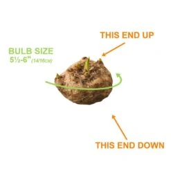 14/16 Cm, Purple Accent Calla Lily Flower Bulbs (Bag Of 15) 11 14/16 Cm, Purple Accent Calla Lily Flower Bulbs (Bag Of 15) -J Parkers Garden Store garden state bulb flower bulbs ecs 60 15 03 1f 1000