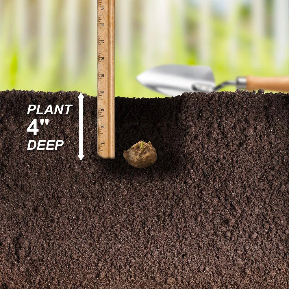 14/16 Cm, Purple Accent Calla Lily Flower Bulbs (Bag Of 15) 6 14/16 Cm, Purple Accent Calla Lily Flower Bulbs (Bag Of 15) - Image 4