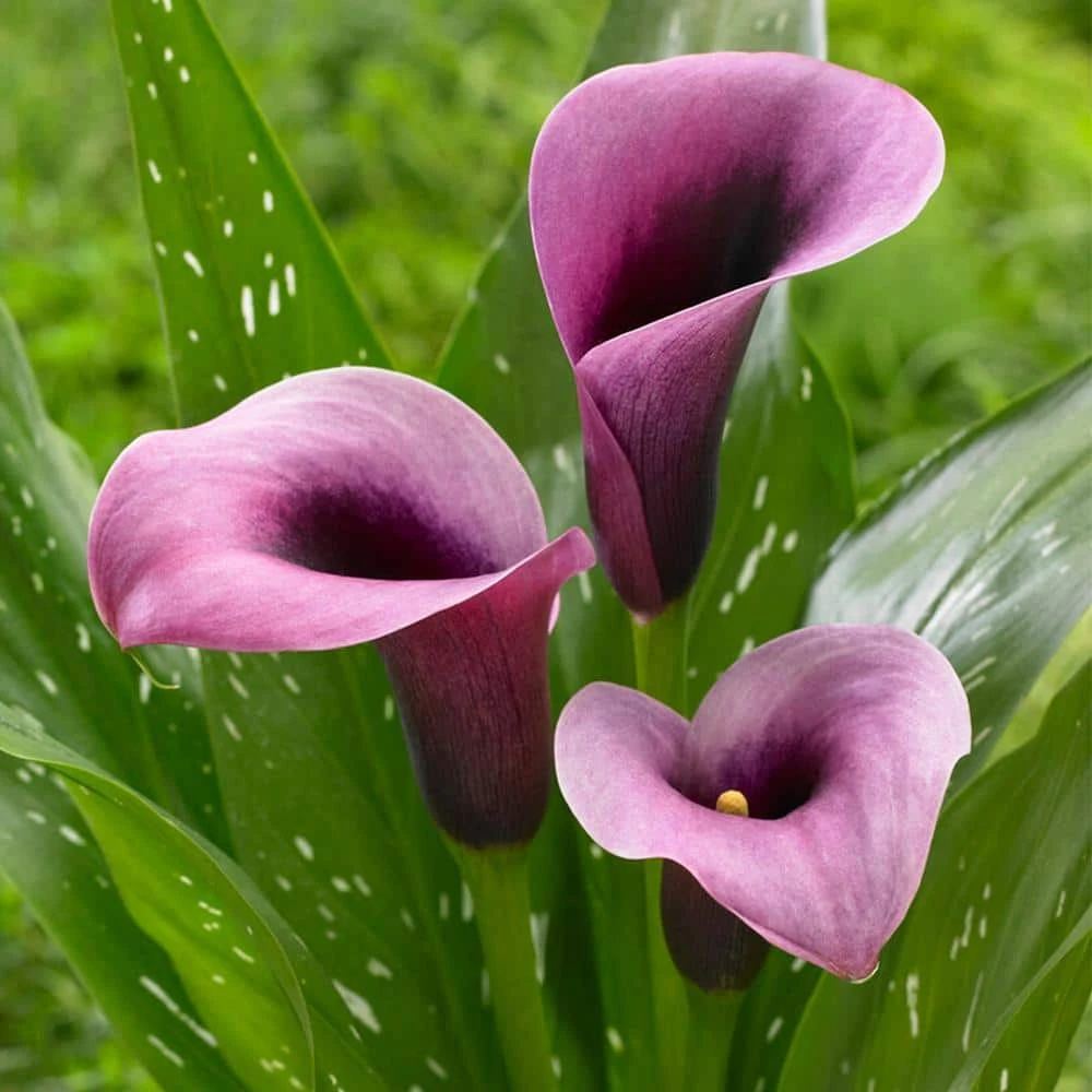 14/16 Cm, Purple Accent Calla Lily Flower Bulbs (Bag Of 15) 3 14/16 Cm, Purple Accent Calla Lily Flower Bulbs (Bag Of 15)
