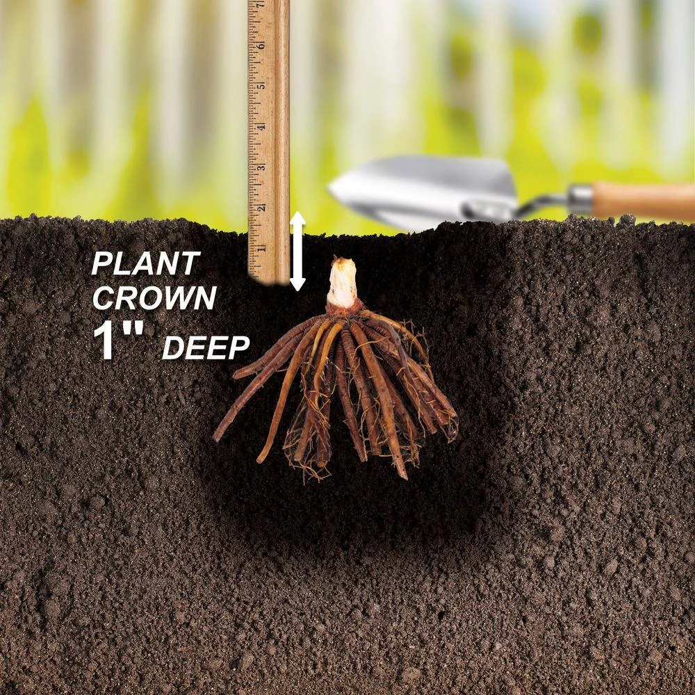 1-Year, Yellow, Stella D'oro Daylily Flower Bulbs (Bag Of 10) 6 1-Year, Yellow, Stella D'oro Daylily Flower Bulbs (Bag Of 10) - Image 4