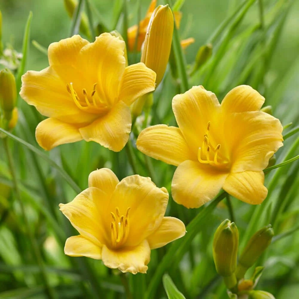 1-Year, Yellow, Stella D'oro Daylily Flower Bulbs (Bag Of 10) 3 1-Year, Yellow, Stella D'oro Daylily Flower Bulbs (Bag Of 10)