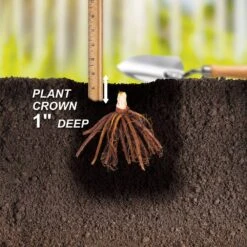 1-Year, Yellow, Stella D'oro Daylily Flower Bulbs (Bag Of 20) -J Parkers Garden Store garden state bulb flower bulbs ecs 62 20 02 44 1000