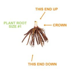 1-Year, Yellow, Stella D'oro Daylily Flower Bulbs (Bag Of 30) -J Parkers Garden Store garden state bulb flower bulbs ecs 62 30 03 1f 1000