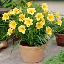 1-Year, Yellow, Stella D'oro Daylily Flower Bulbs (Bag Of 30) -J Parkers Garden Store garden state bulb flower bulbs ecs 62 30 03 31 1000