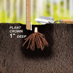 1-Year, Yellow, Stella D'oro Daylily Flower Bulbs (Bag Of 30) -J Parkers Garden Store garden state bulb flower bulbs ecs 62 30 03 44 1000