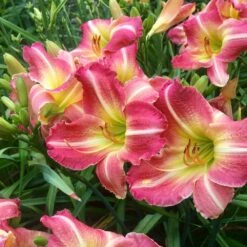 1-Year, Matrousjka Daylily Flower Bulbs (Bag Of 10)
