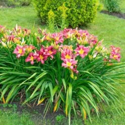 1-Year, Matrousjka Daylily Flower Bulbs (Bag Of 30) -J Parkers Garden Store garden state bulb flower bulbs ecs 63 30 03 31 1000