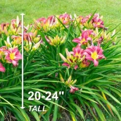 1-Year, Matrousjka Daylily Flower Bulbs (Bag Of 30) -J Parkers Garden Store garden state bulb flower bulbs ecs 63 30 03 4f 1000