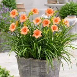 1-Year, EveryDaylily Pink Wing Daylily Flower Bulbs (Bag Of 10) -J Parkers Garden Store garden state bulb flower bulbs ecs 64 10 01 31 1000