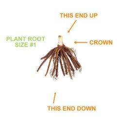 1-Year, EveryDaylily Pink Wing Daylily Flower Bulbs (Bag Of 20) -J Parkers Garden Store garden state bulb flower bulbs ecs 64 20 02 1f 1000