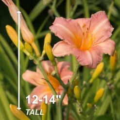 1-Year, EveryDaylily Pink Wing Daylily Flower Bulbs (Bag Of 20) -J Parkers Garden Store garden state bulb flower bulbs ecs 64 20 02 4f 1000