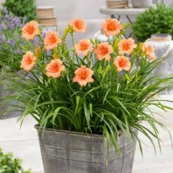 1-Year, EveryDaylily Pink Wing Daylily Flower Bulbs (Bag Of 30) -J Parkers Garden Store garden state bulb flower bulbs ecs 64 30 03 31 1000