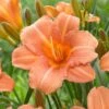 1-Year, EveryDaylily Pink Wing Daylily Flower Bulbs (Bag Of 30) 2 1-Year, EveryDaylily Pink Wing Daylily Flower Bulbs (Bag Of 30) -J Parkers Garden Store garden state bulb flower bulbs ecs 64 30 03 64 1000