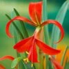 16 Cm/18 Cm, Aztec Lily Sprekelia Flower Bulbs (Bag Of 5) 1 16 Cm/18 Cm, Aztec Lily Sprekelia Flower Bulbs (Bag Of 5) -J Parkers Garden Store garden state bulb flower bulbs ecs 65 05 01 64 1000