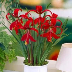 16/18 Cm, Aztec Lily Sprekelia Flower Bulbs (Bag Of 10) -J Parkers Garden Store garden state bulb flower bulbs ecs 65 10 02 31 1000