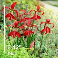 16/18 Cm, Aztec Lily Sprekelia Flower Bulbs (Bag Of 10) -J Parkers Garden Store garden state bulb flower bulbs ecs 65 10 02 4f 1000