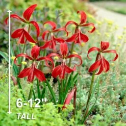 16/18 Cm, Aztec Lily Sprekelia Flower Bulbs (Bag Of 15) -J Parkers Garden Store garden state bulb flower bulbs ecs 65 15 03 4f 1000