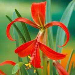 16/18 Cm, Aztec Lily Sprekelia Flower Bulbs (Bag Of 15)