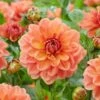 #1, Go-Go Peach Dahlia Flower Bulbs Bare Roots (Bag Of 8) -J Parkers Garden Store garden state bulb flower bulbs ecs 66 08 02 64 1000