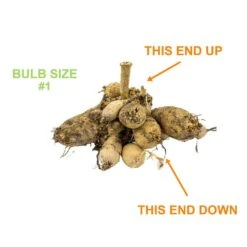 #1, Go-Go Peach Dahlia Flower Bulbs Bare Roots (Bag Of 12) -J Parkers Garden Store garden state bulb flower bulbs ecs 66 12 03 1f 1000