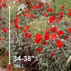 #1, Bishop Of Llandaff Dahlia Flower Bulbs Bare Roots (Bag Of 4) -J Parkers Garden Store garden state bulb flower bulbs ecs 67 04 01 4f 1000