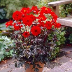 #1, Bishop Of Llandaff Dahlia Flower Bulbs Bare Roots (Bag Of 8) -J Parkers Garden Store garden state bulb flower bulbs ecs 67 08 02 31 1000