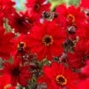 #1, Bishop Of Llandaff Dahlia Flower Bulbs Bare Roots (Bag Of 12) -J Parkers Garden Store garden state bulb flower bulbs ecs 67 12 03 64 1000